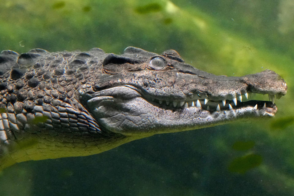 A Phillipine Crocadile at London Zoo's new experience, The Secret Life of Reptiles and Amphibians ahead of its opening to the public on Friday March 29, in London, Monday, March 25, 2024. (AP Photo/Kirsty Wigglesworth)