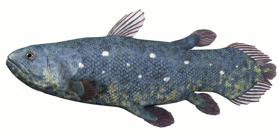 El pez celacanto aún existe en los mares tropicales. <a href="https://www.shutterstock.com/image-illustration/coelacanth-fish-over-white-thought-be-250440307" rel="nofollow noopener" target="_blank" data-ylk="slk:Catmando/Shutterstock;elm:context_link;itc:0;sec:content-canvas" class="link ">Catmando/Shutterstock</a>