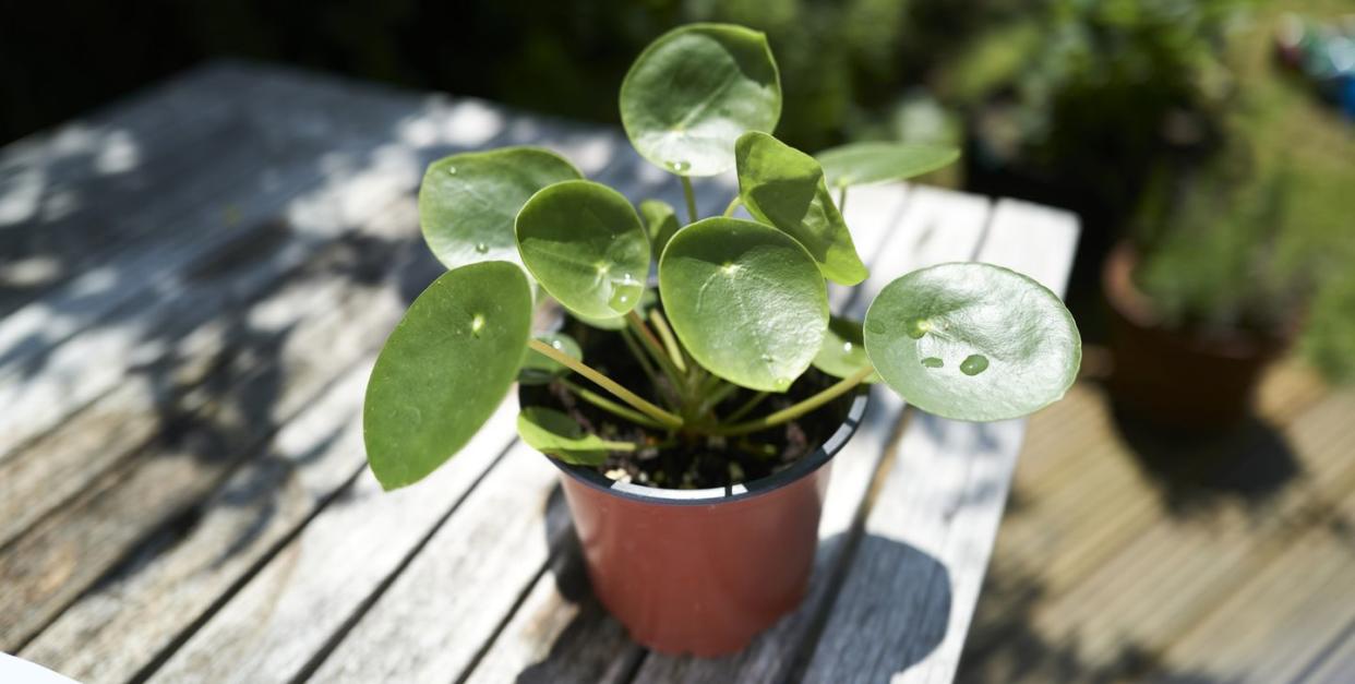 how to move houseplants outdoors