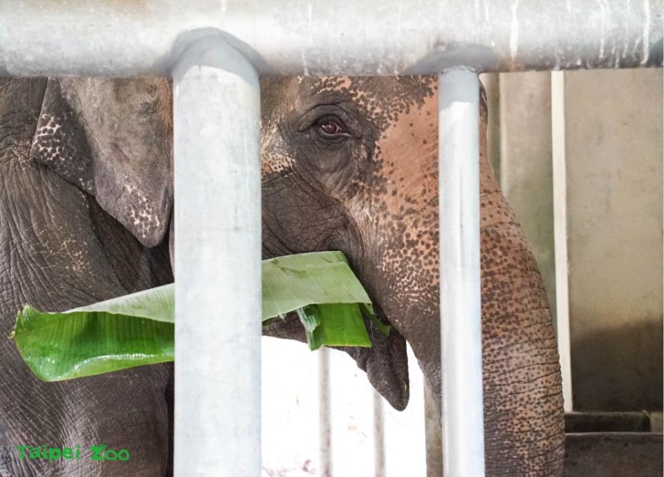 動物園亞洲象「友愷」仍食慾不振！保育員準備好料日夜緊盯集氣