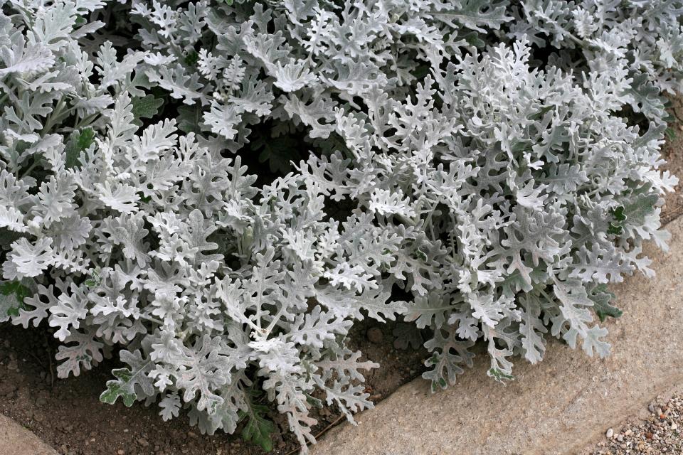 dusty miller plant