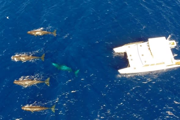 Lucky tourists swim with pod of sperm whales (video)