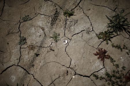 A shell lies on the cracked dry bed of a part of Lake Casitas that was formerly under water in Ojai, California, April 16, 2015. REUTERS/Lucy Nicholson