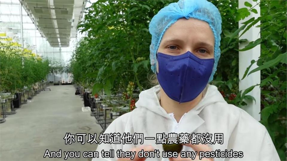 全台唯一高科技番茄農場！斥資2億成本卻零回收　老闆曝心中偉大願景