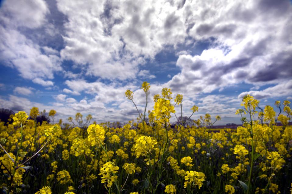 Wild mustard grows in a field under a canopy of cloudy skies in Thornton on the first day of Spring on Monday, Mar. 20. 2023.