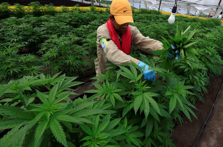 A man gathers marijuana plants for medicinal use at the company Pharmacielo in Rionegro, Colombia March 2, 2018. REUTERS/Jaime Saldarriaga