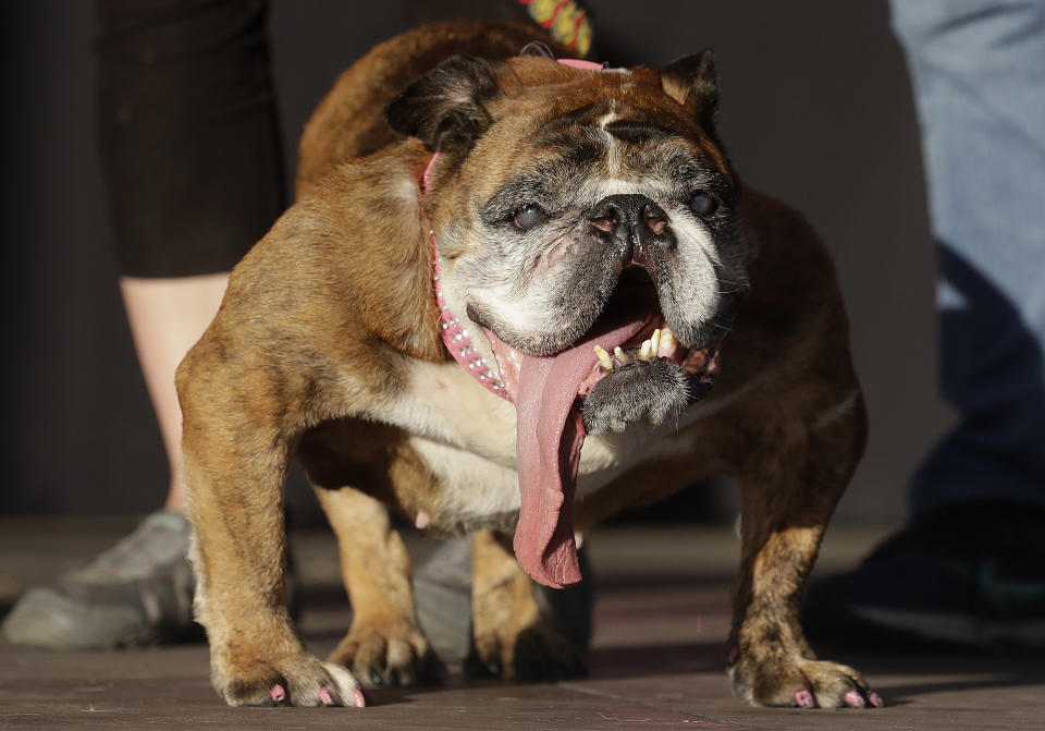 Zsa Zsa, an English Bulldog owned by Megan Brainard, stands onstage after being announced the winner of the World’s Ugliest Dog Contest at the Sonoma-Marin Fair in Petaluma, Calif., Saturday, June 23, 2018. (AP Photo/Jeff Chiu)