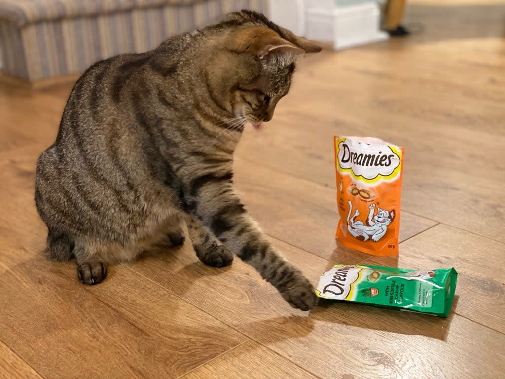 Poppy and her Dreamies  (David Barnett)