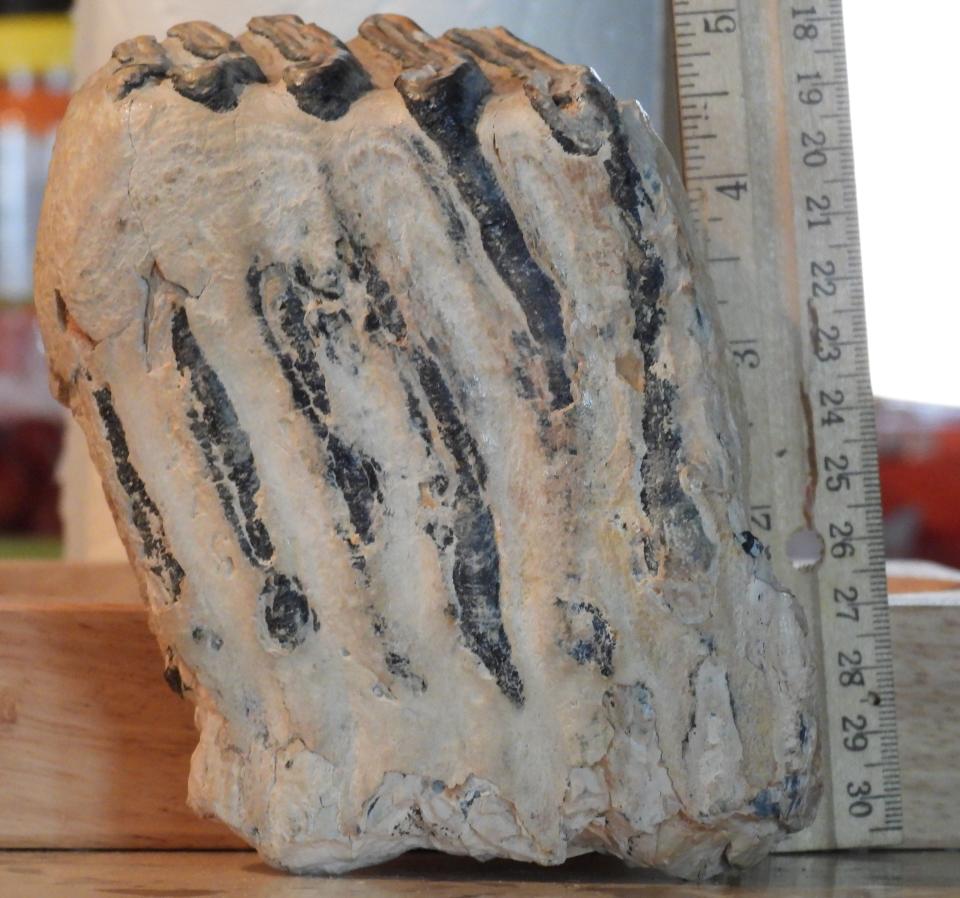 A Columbian/Imperial Mammoth tooth fossil. This fossil comprises approximately half of the molar. Freezing, thawing and erosional/moisture conditions tend to make these "elephant teeth" break/fracture and entire specimens are rarer than large fragments.