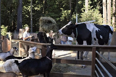 World's tallest cow: Blosom, a 6-foot-4-inch bovine 