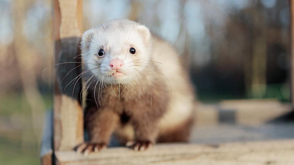 Ferret