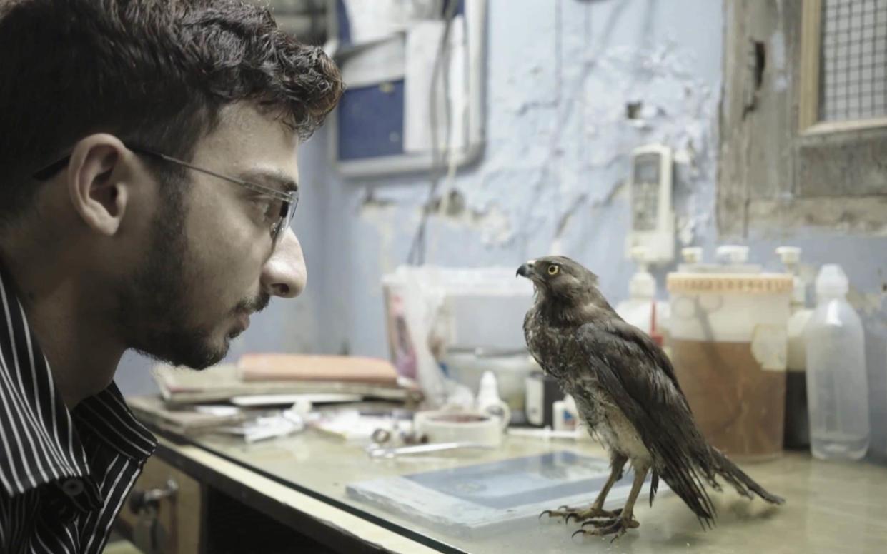 The brothers tend to 2000 injured birds that fall from the skies every year - Dogwoof