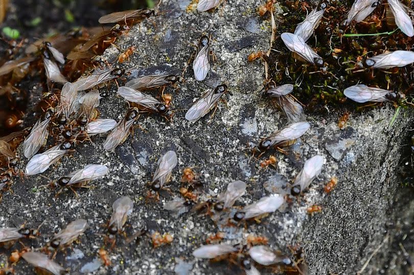 'Flying Ants Day 2024' arrives as swarms of 'giant black clouds' invade UK