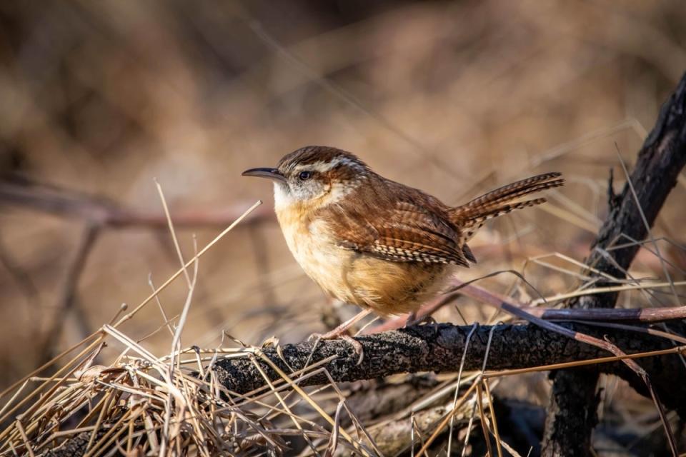 Small brown bird in brush pile