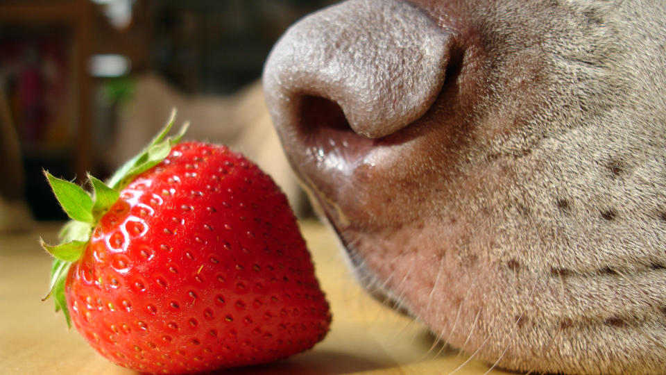 Dog sniffing strawberry