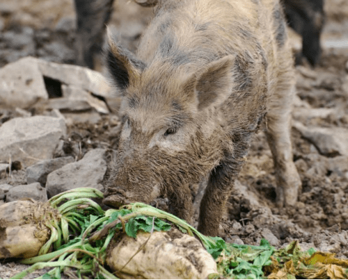 A wild hog, with his hair caked in mud, chomps down on some beets.