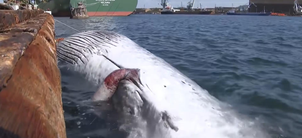 The whale caught on the bow of the tanker. Source: Newsflash/Australscope