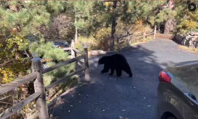 Bear breaks into car for candy — and leaves behind poop and destruction, CO  photos show