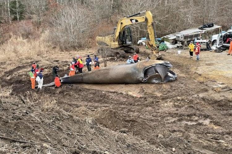 Scientists from multiple organizations, led by a Cape Cod-based IFAW team, conducted a necropsy on Feb. 1 on the young North Atlantic right whale that washed up dead on a Martha's Vineyard beach earlier in the week. Determination of the cause of death is pending.