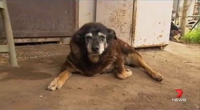 Maggie, believed to be the world's oldest dog, passed away peacefully at 30 human years old. Picture: 7 News
