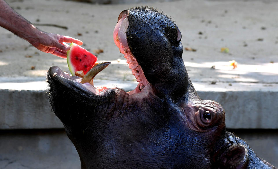 Die besten Tierfotos der Woche (21.07. bis 27.07.)