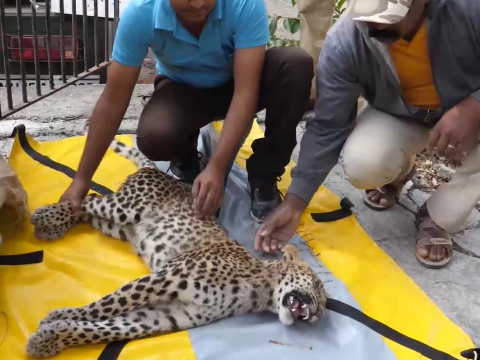 <p>野生動物救援組織Wildlife SOS日前接獲通報，有隻花豹被卡車撞擊全身動彈不得。沒想到花豹獲得救援復原後，不只重新站立起來，還興奮地狂奔回野外！（圖／Facebook@The Dodo） </p>
