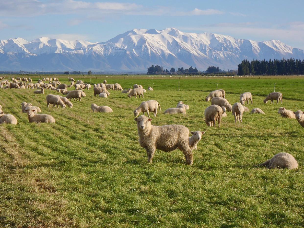 Ashburton District, Mid Canterbury, New Zealand