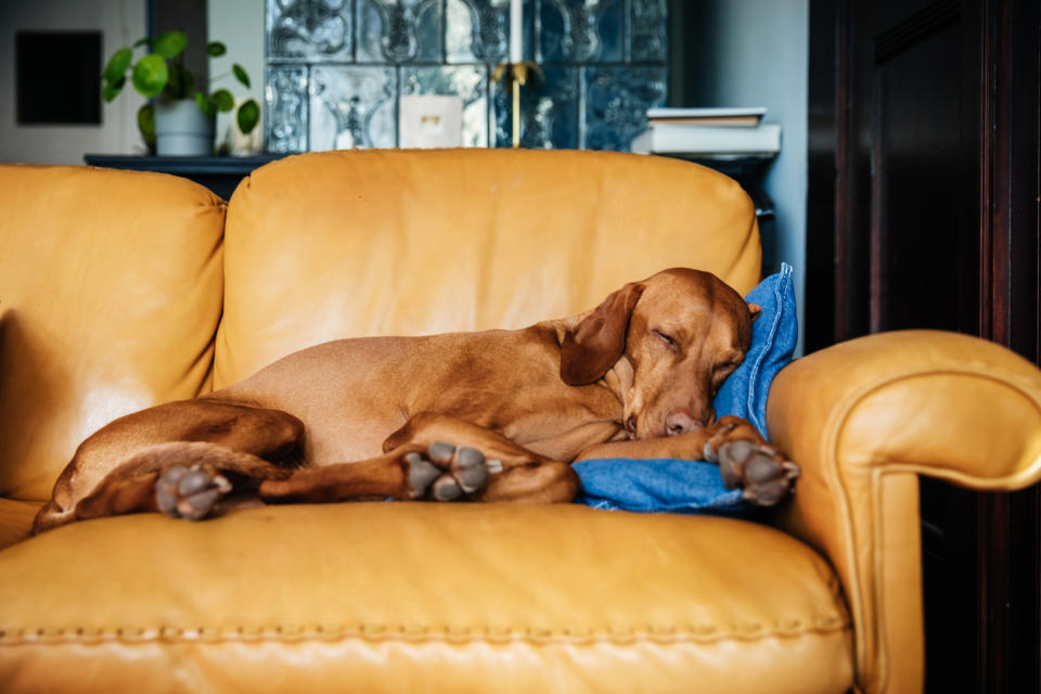 dog sleeping on couch