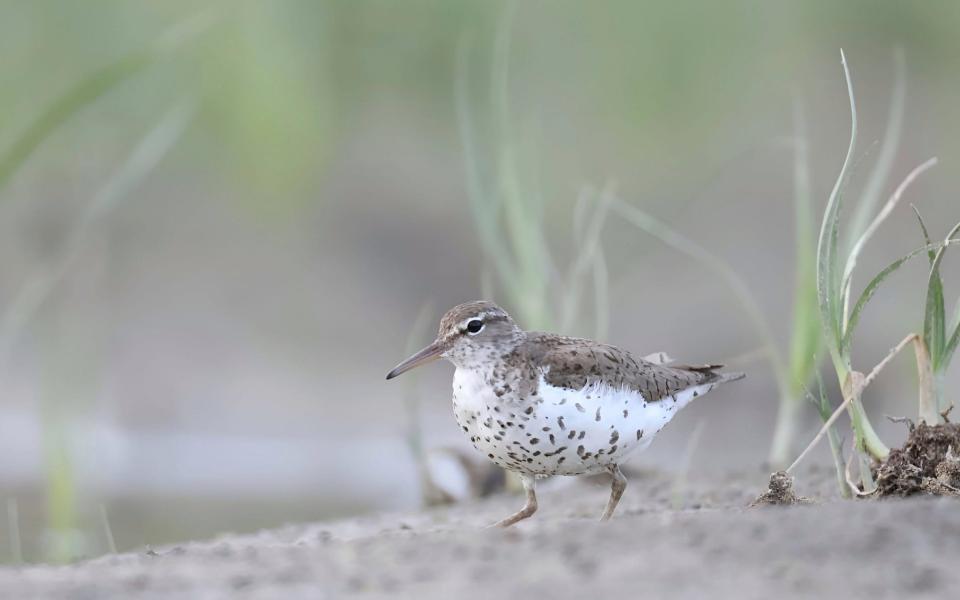 A sandpiper on the banks of the Tolomato - Getty