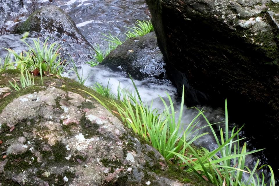 「水與生態」之相互關係——金錢蒲。(綠色力量供相)