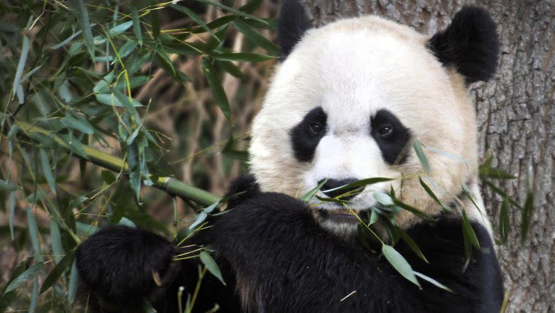 China’s government has plans to send two giant pandas to the San Diego Zoo, a symbol of softening U.S.-China relations.  