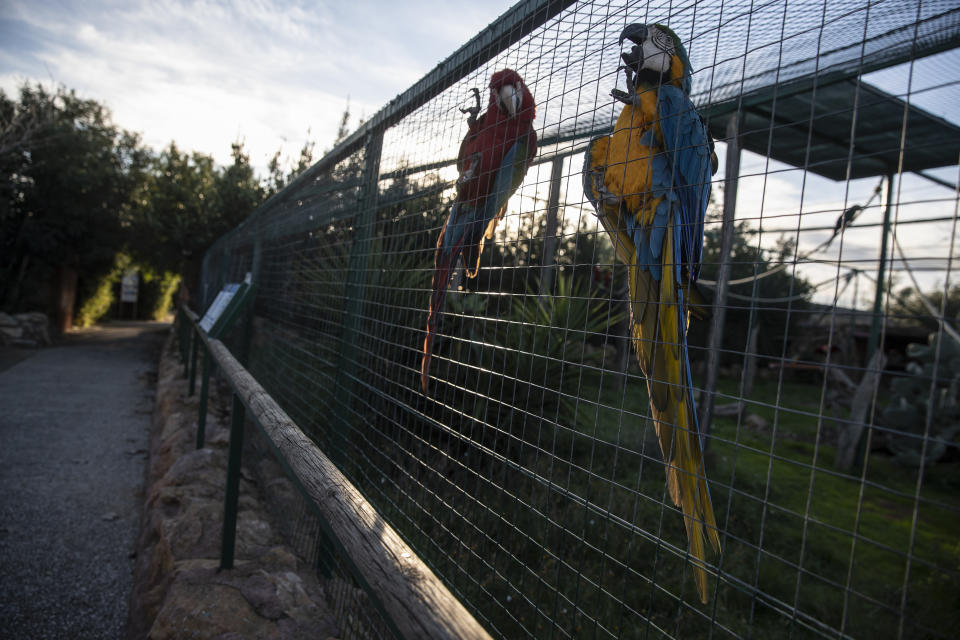 Parrots cling to an iron fence in the Attica Zoological Park in Spata, near Athens, on Thursday Jan. 21, 2021. After almost three months of closure due to COVID-19, Greece's only zoo could be approaching extinction: With no paying visitors or state aid big enough for its very particular needs, it still faces huge bills to keep 2,000 animals fed and healthy. (AP Photo/Petros Giannakouris)