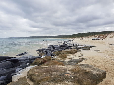 Stranded whales on the beach at Hamelin Bay in this picture obtained from social media, March 23, 2018. Leearne Hollowood/via REUTERS