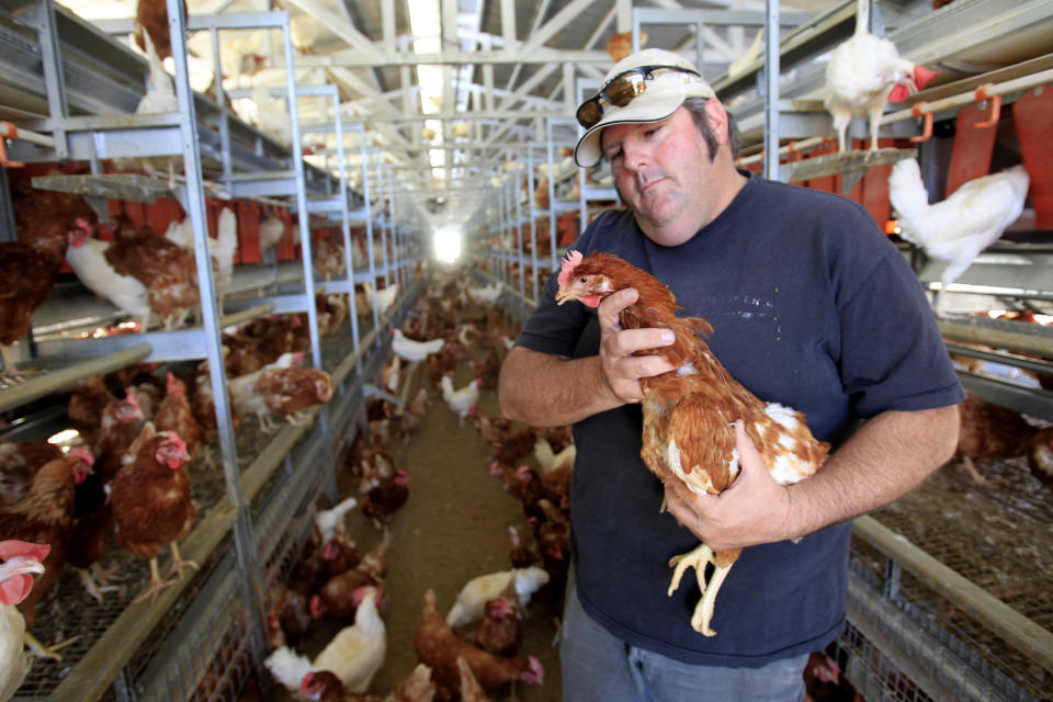 Frank Hilliker holds one of his 8,000 chickens in a cage-free barn at Hilliker's Ranch Fresh Eggs in Lakeview, California. (Photo: Allen J. Schaben via Getty Images)