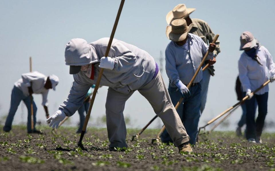 Trabajadores agrícolas en un campo de Firebaugh.