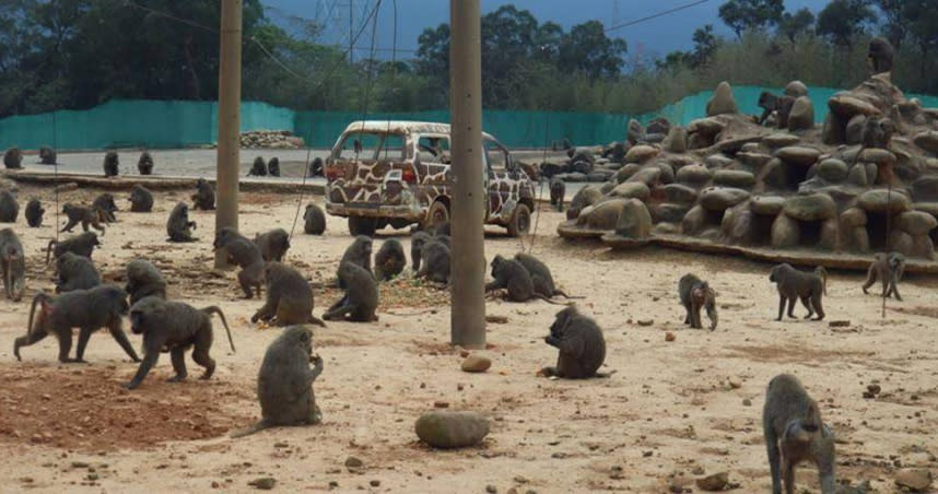六福村動物園狒狒逃脫半個月，桃園農業局下令獵人槍殺引發爭議。（圖／示意圖、報系資料照）