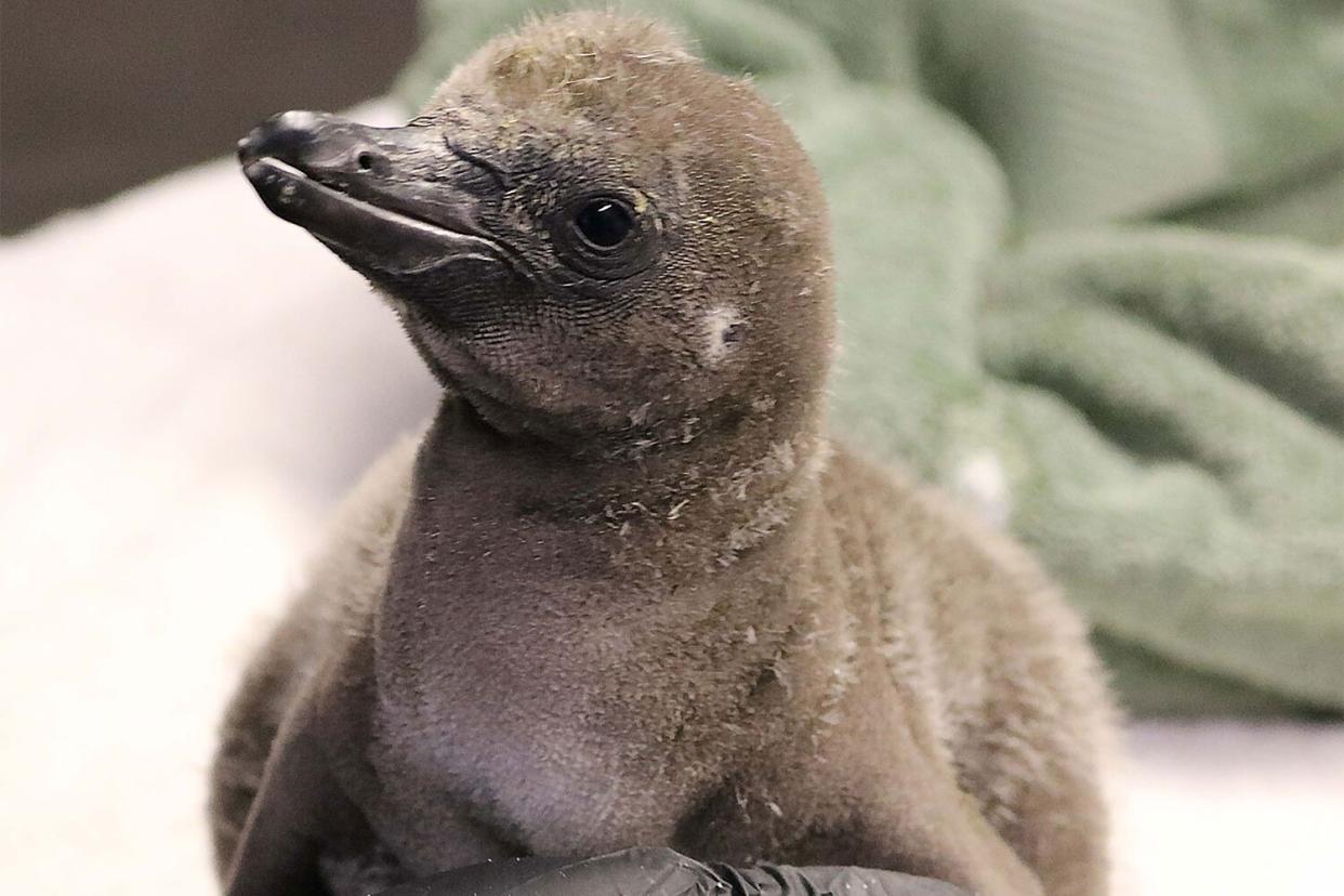 Penguin Chick Hatched by Same-Sex Pair