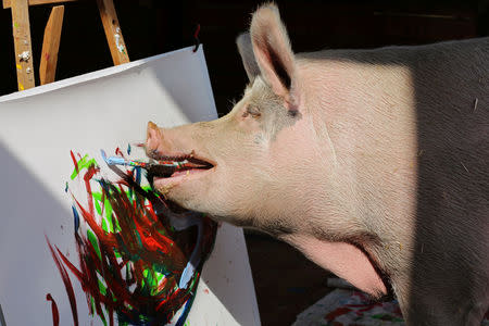 FILE PHOTO: Pigcasso, a rescued pig, paints on a canvas at the Farm Sanctuary in Franschhoek, outside Cape Town, South Africa February 21, 2019. REUTERS/Sumaya Hisham/File Photo