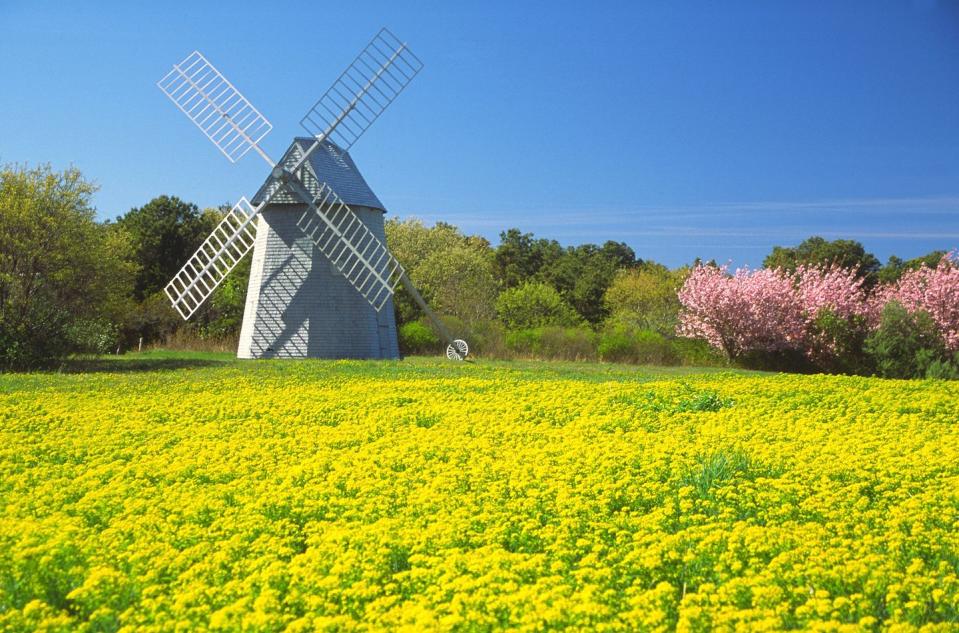 springtime on cape cod