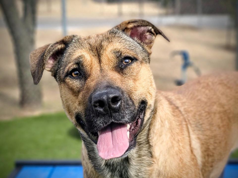 Zee is a 1-year-old, medium-size active female dog. She's high-energy and would love a running partner or a playful dog buddy to pal around with. To meet Zee, call 405-216-7615 or visit the Edmond Animal Shelter, 2424 Old Timbers Drive.