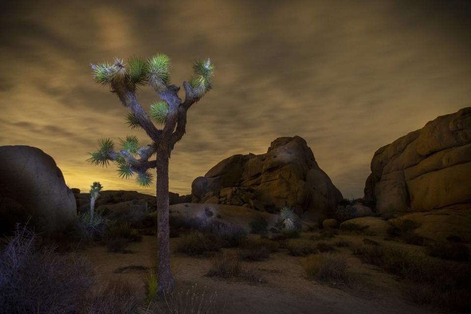 A super flower blood moon is obscured by clouds early Wednesday in Joshua Tree National Park.