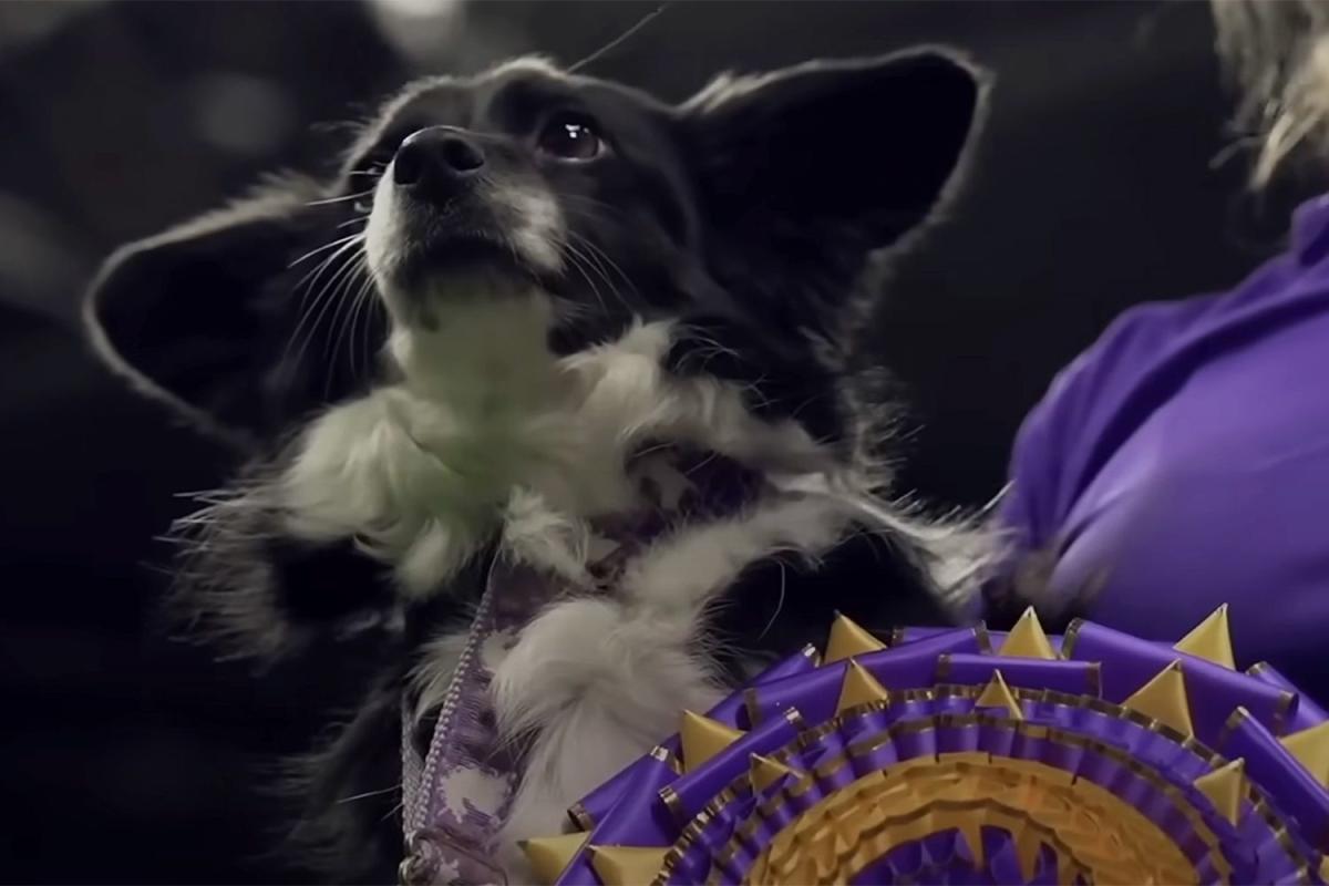 MixedBreed Dog Wins the Westminster Dog Show's Agility Competition for