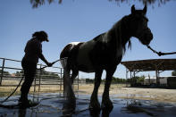 <p>Lori Mantz sprays water to cool down her horse Chavi, June 19, 2017, in Las Vegas. (John Locher/AP) </p>