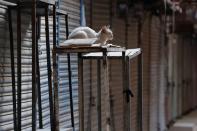 A cat is seen at a closed market during a contrywide strike in Karachi,