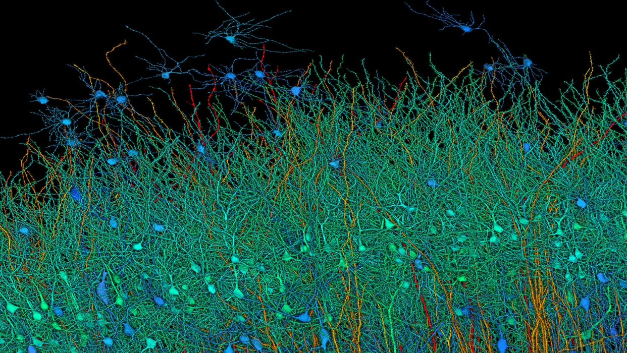  Imaging of human brain from Google and Harvard. 