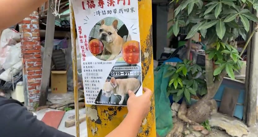 法鬥「阿拍」在哪裡？　飼主砸重金租廣告車尋愛犬