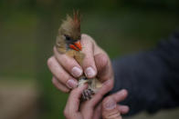 A female cardinal bites the finger of Princeton University grad student Trey Hendrix as he holds her moments before release Saturday, April 24, 2021, in Silver Spring, Md. Hendrix had gently removed the cardinal from a mist net used to capture birds for banding or other research projects. (AP Photo/Carolyn Kaster)