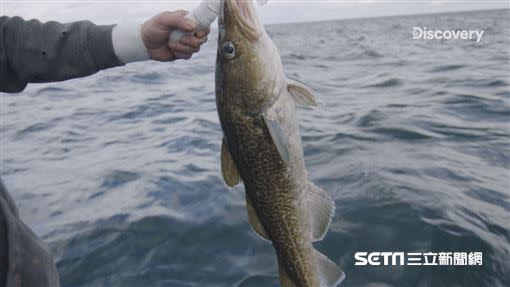 海底生物行為模式改變，常群聚在海面的鱈魚竟出現在122公尺深的海域。（圖／Discovery提供）