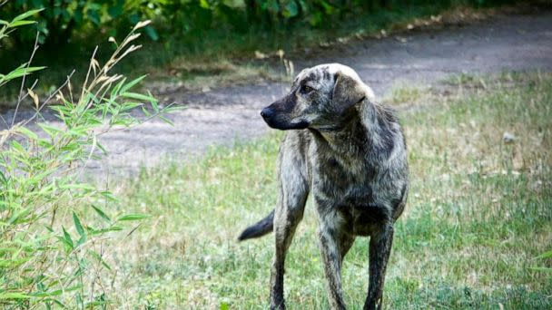 PHOTO: Chernobyl dogs live in a variety of habitats throughout the nuclear exclusion zone including forested areas around Pripyat and Chernobyl City. (Jordan Lapier via NHGRI)