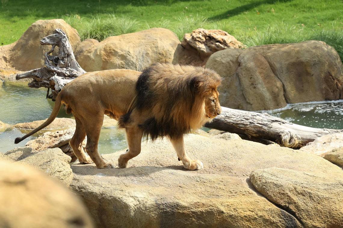 Jabulani, the Fort Worth Zoo’s male lion, walks the rocks of his new habitat on Tuesday, June 20, 2023. Jabulani and two female lions returned to the Fort Worth Zoo for the opening of Asia & Africa on June 22. The lions had been staying at the Abilene Zoo for a little over two years while the expansion took place. Amanda McCoy/amccoy@star-telegram.com